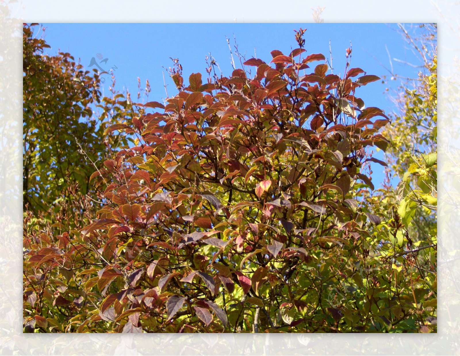 秋天红色树林风景图片