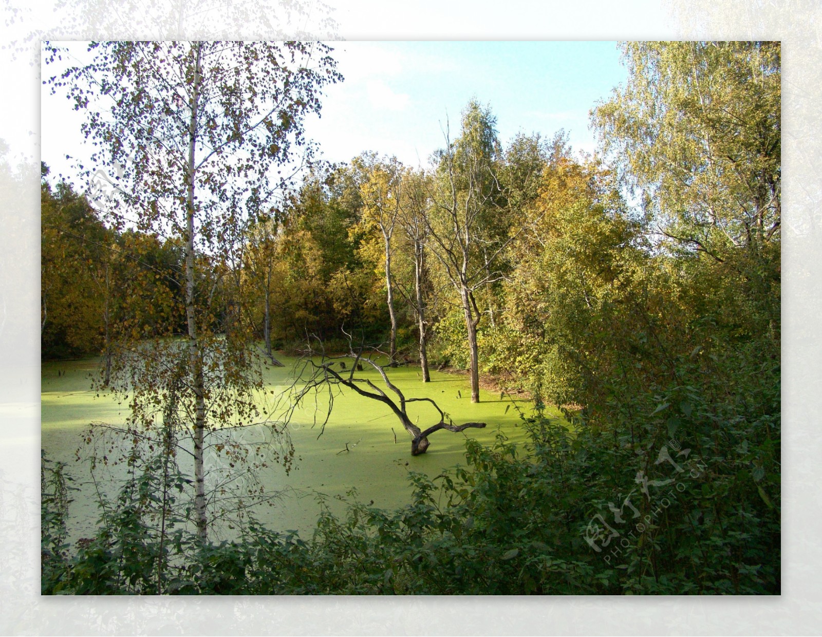 秋天树林湖水风景图片
