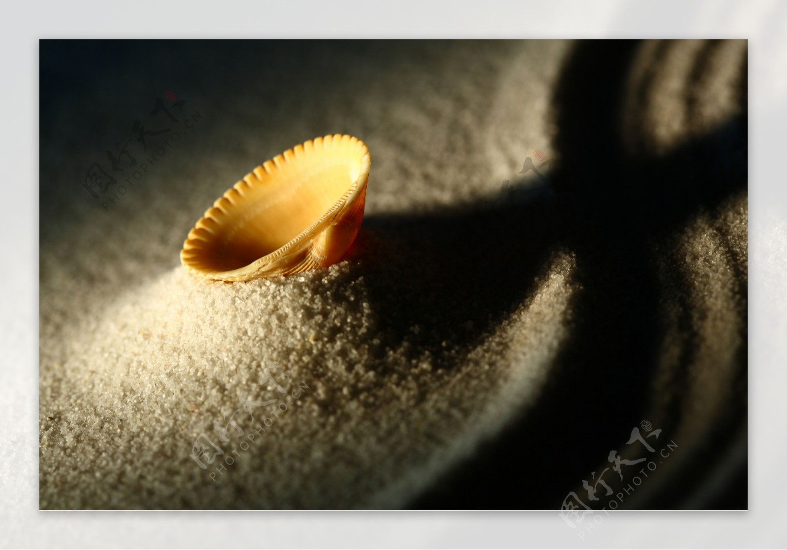 沙子上的一个贝壳图片
