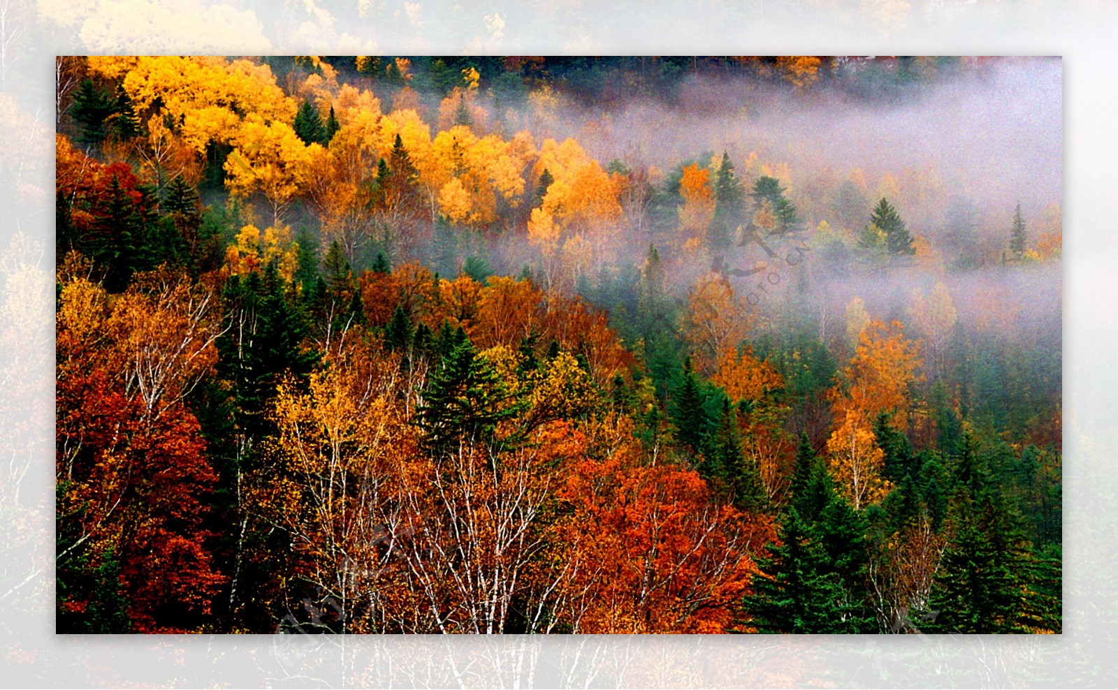 秋季森林风景图片