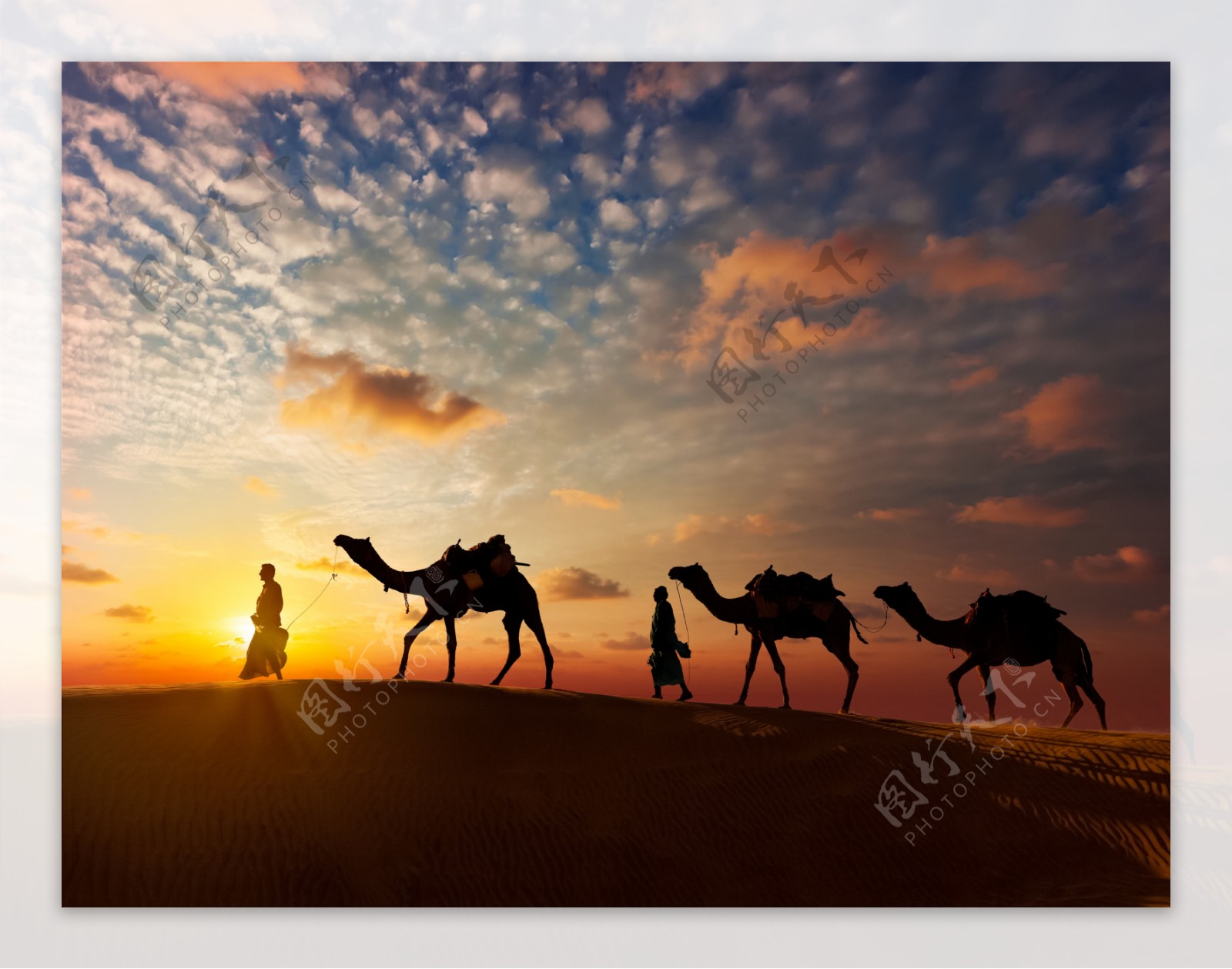 黄昏沙漠骆驼图片