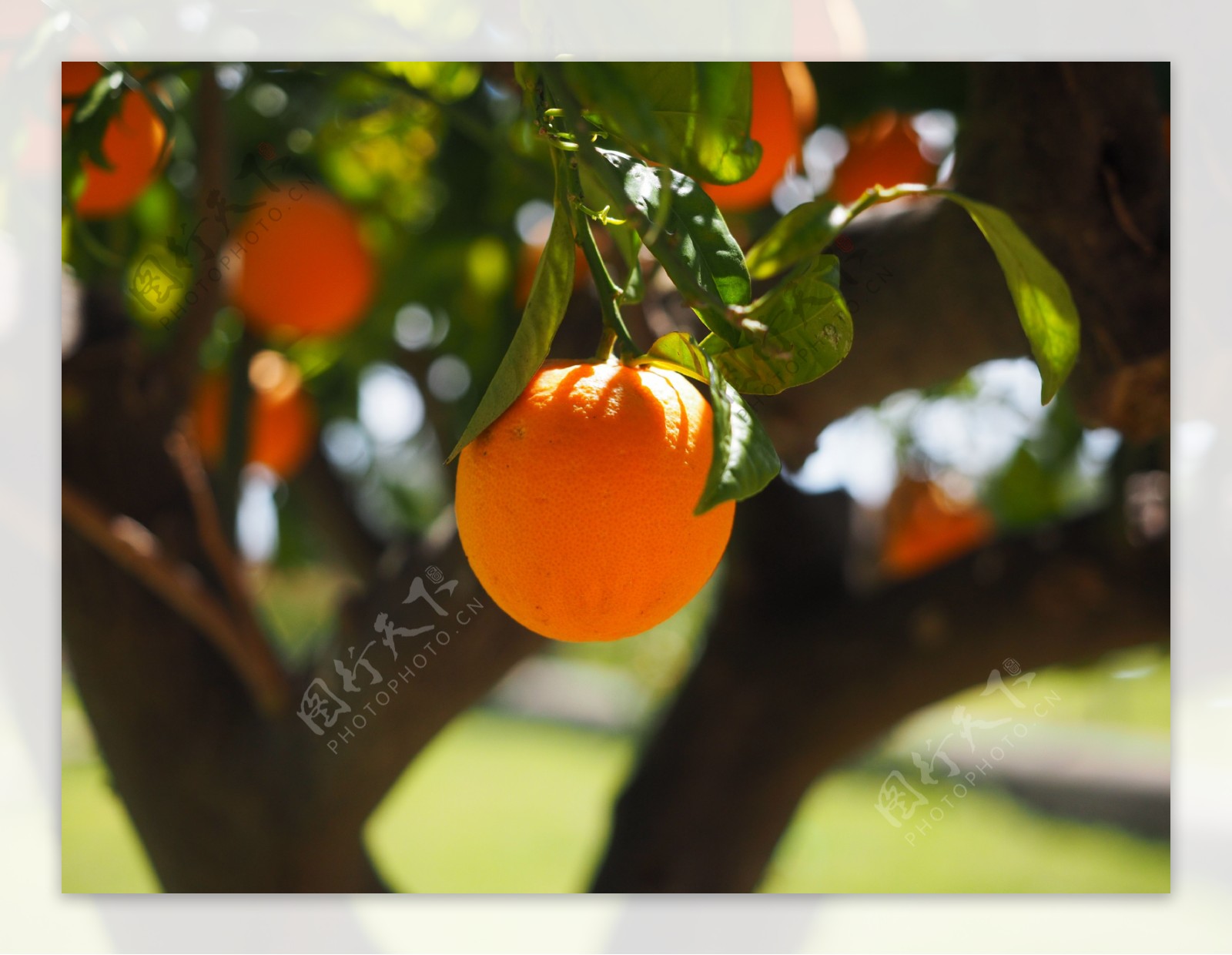树上的橘子图片大全