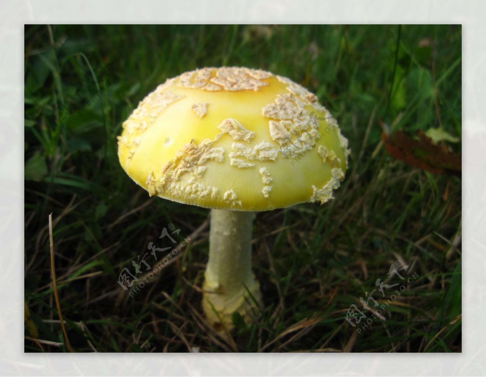黄色毒蘑菇图片
