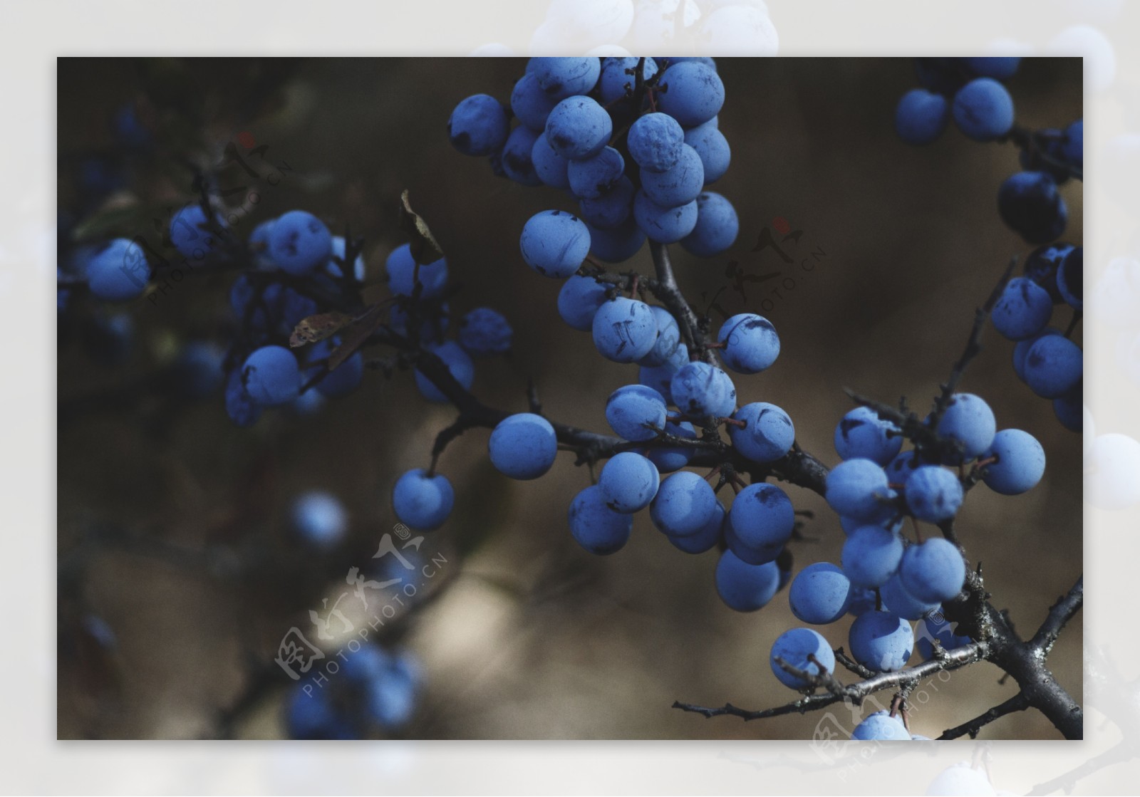 蓝莓树木冬季