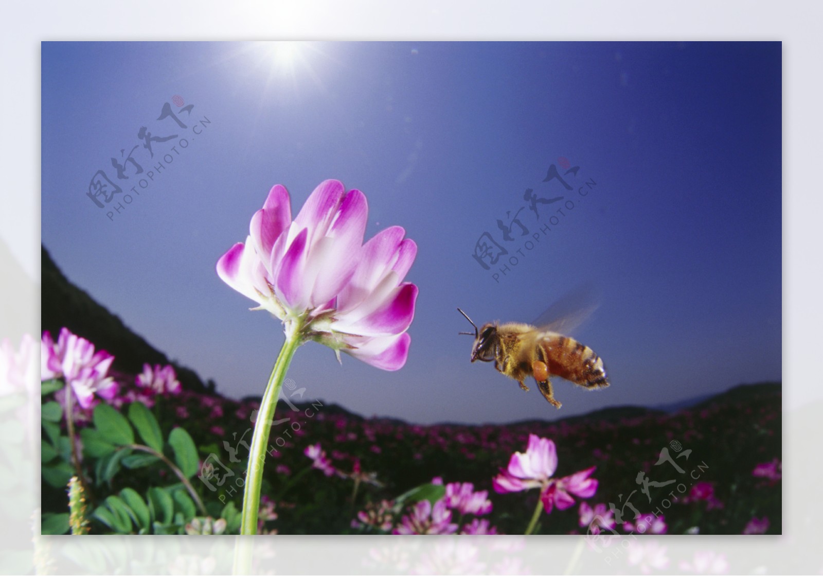 花丛中飞来飞去的小蜜蜂