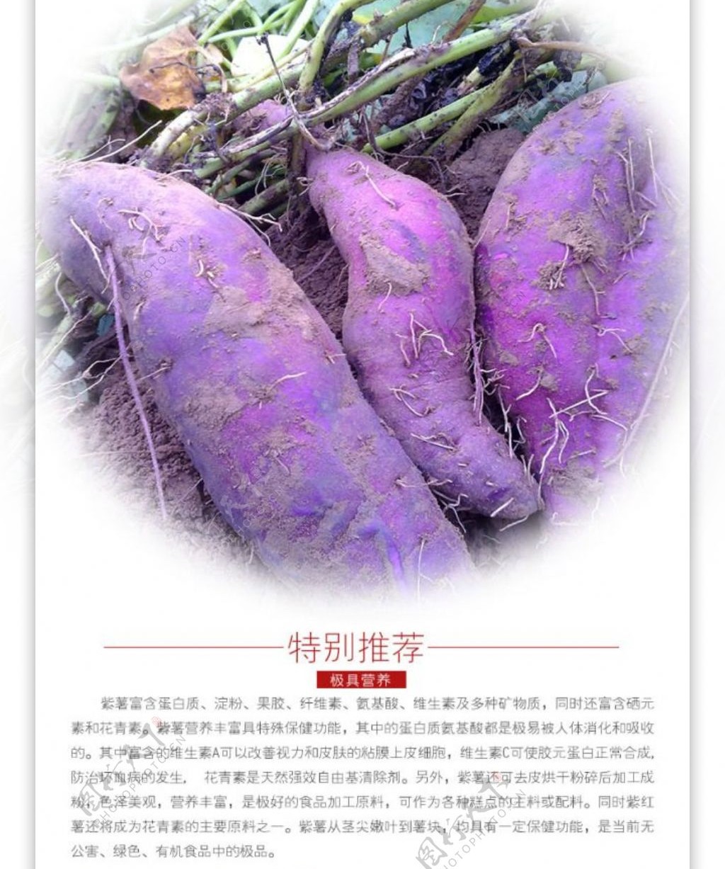 紫薯粉详情页