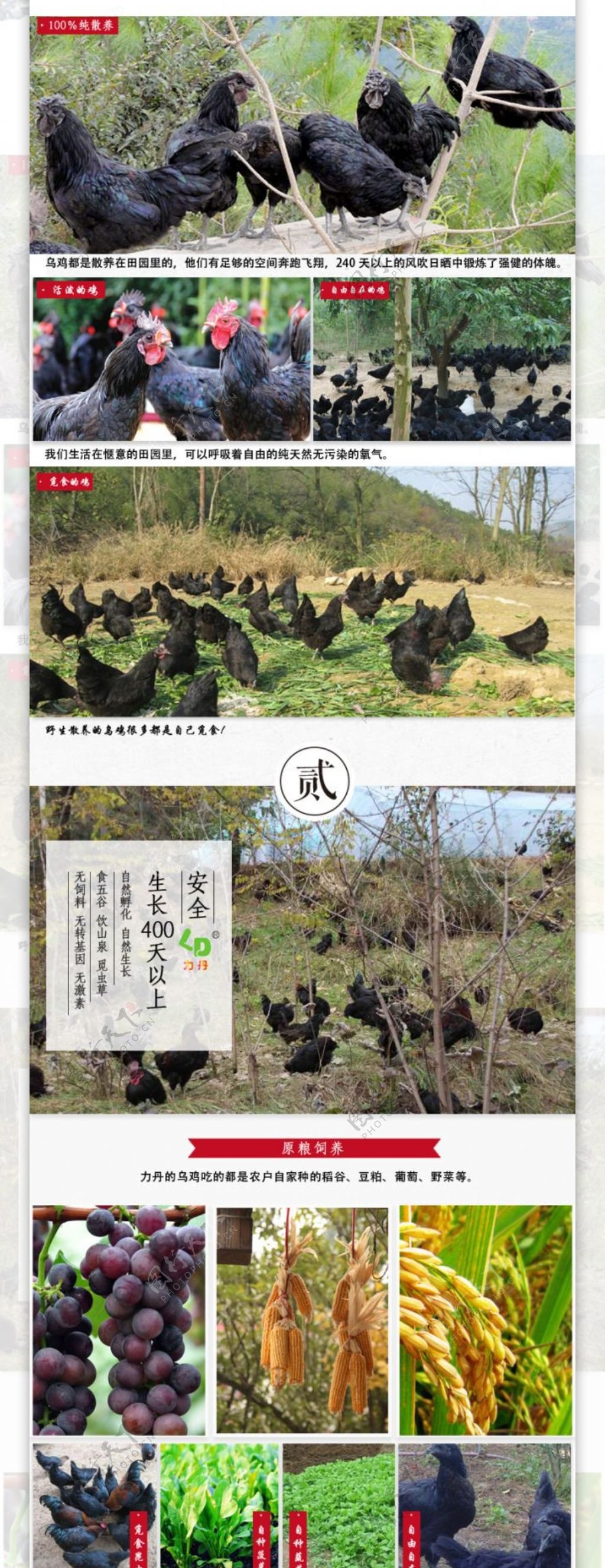 乌鸡蛋详情页