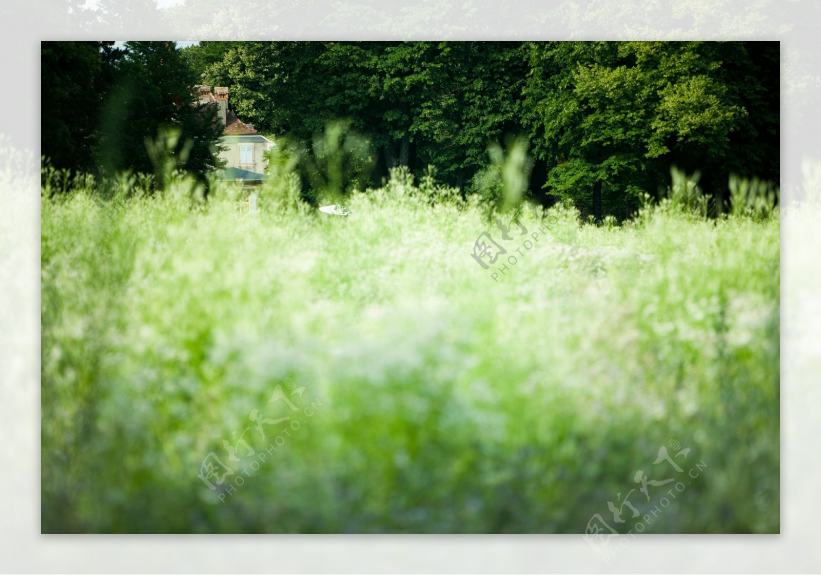 树木野花风景