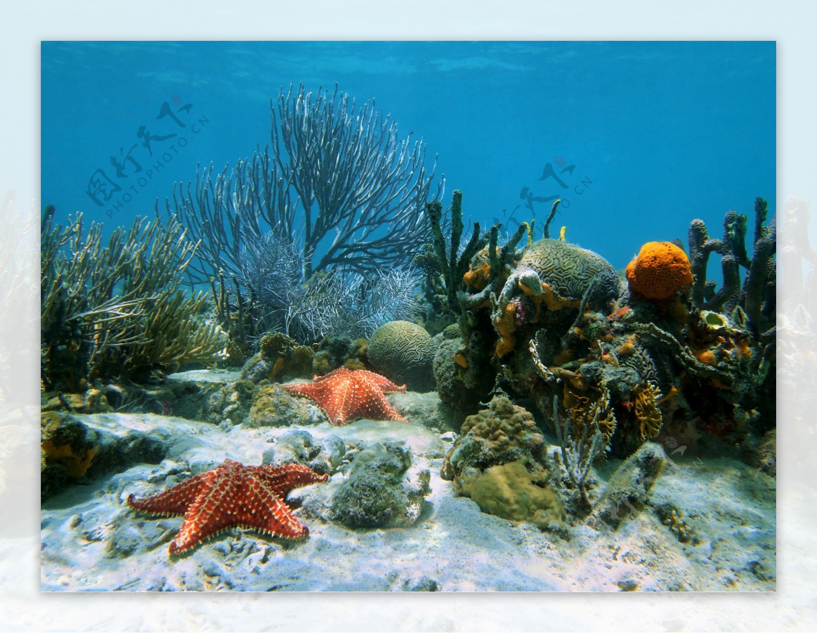 水底的珊瑚海星摄影