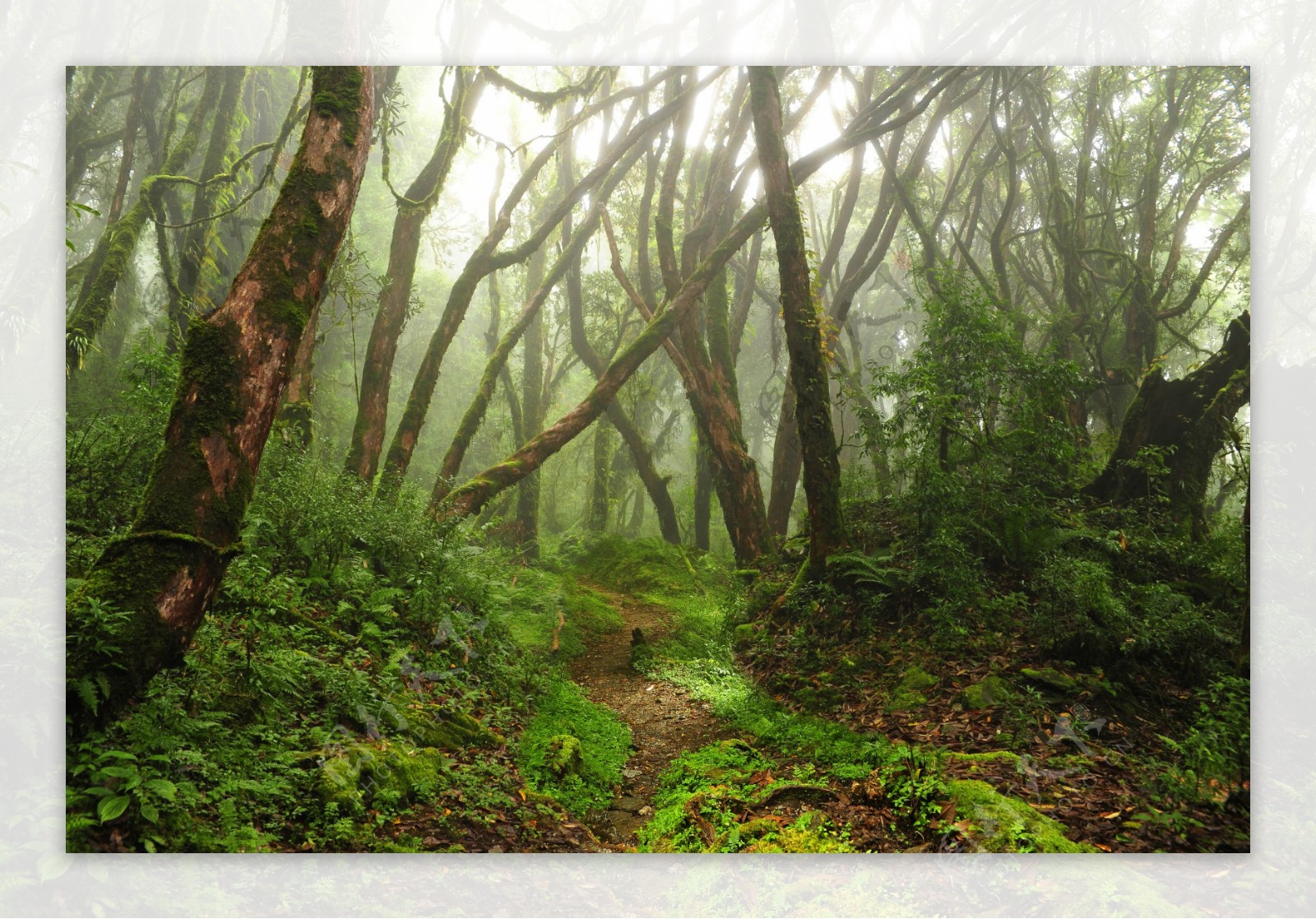 美丽树木风景