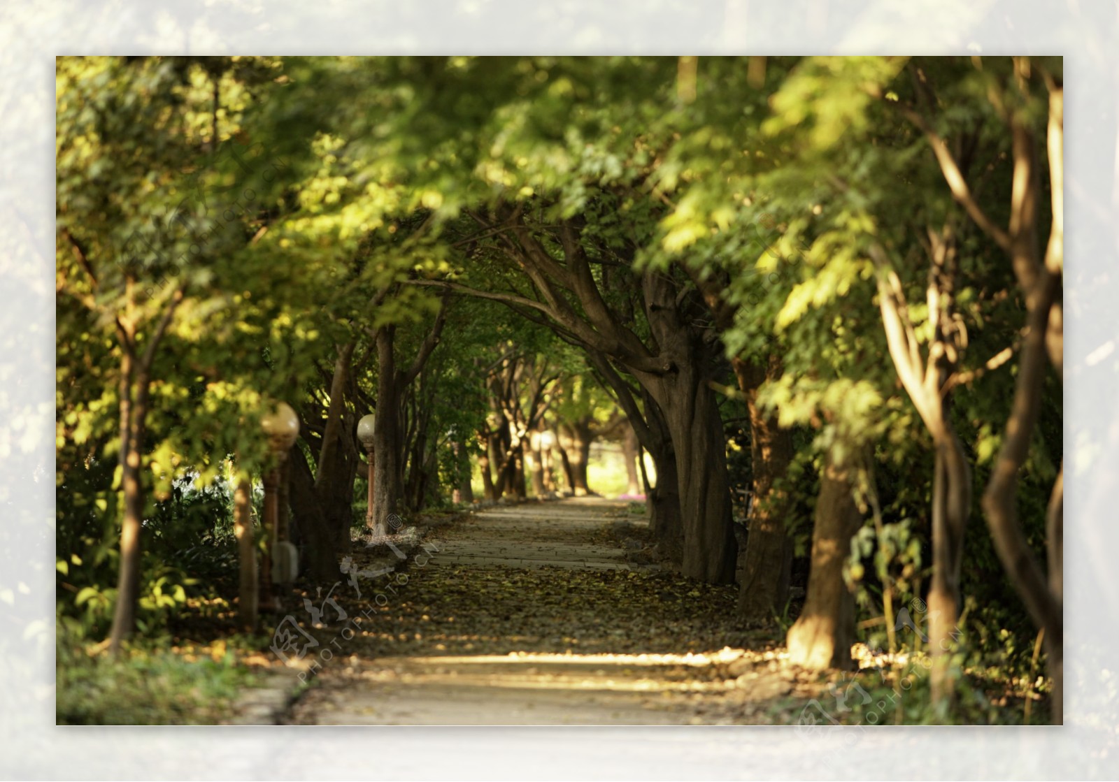 树林小路风景