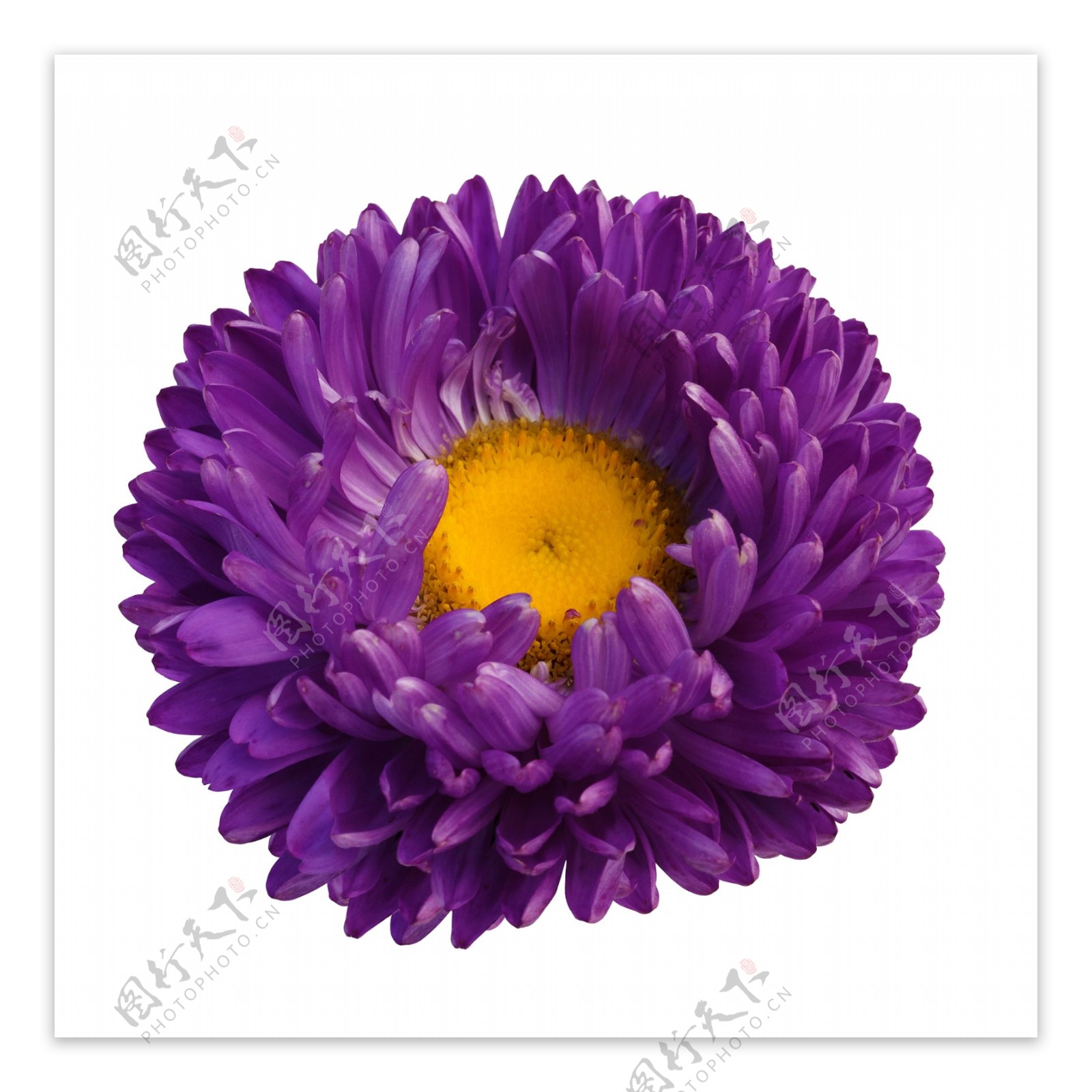 紫色花儿设计素材元素