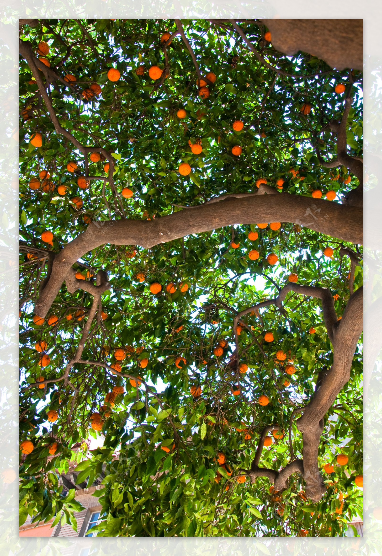 果树摄影
