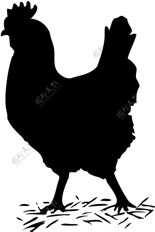 黑色固体鸡