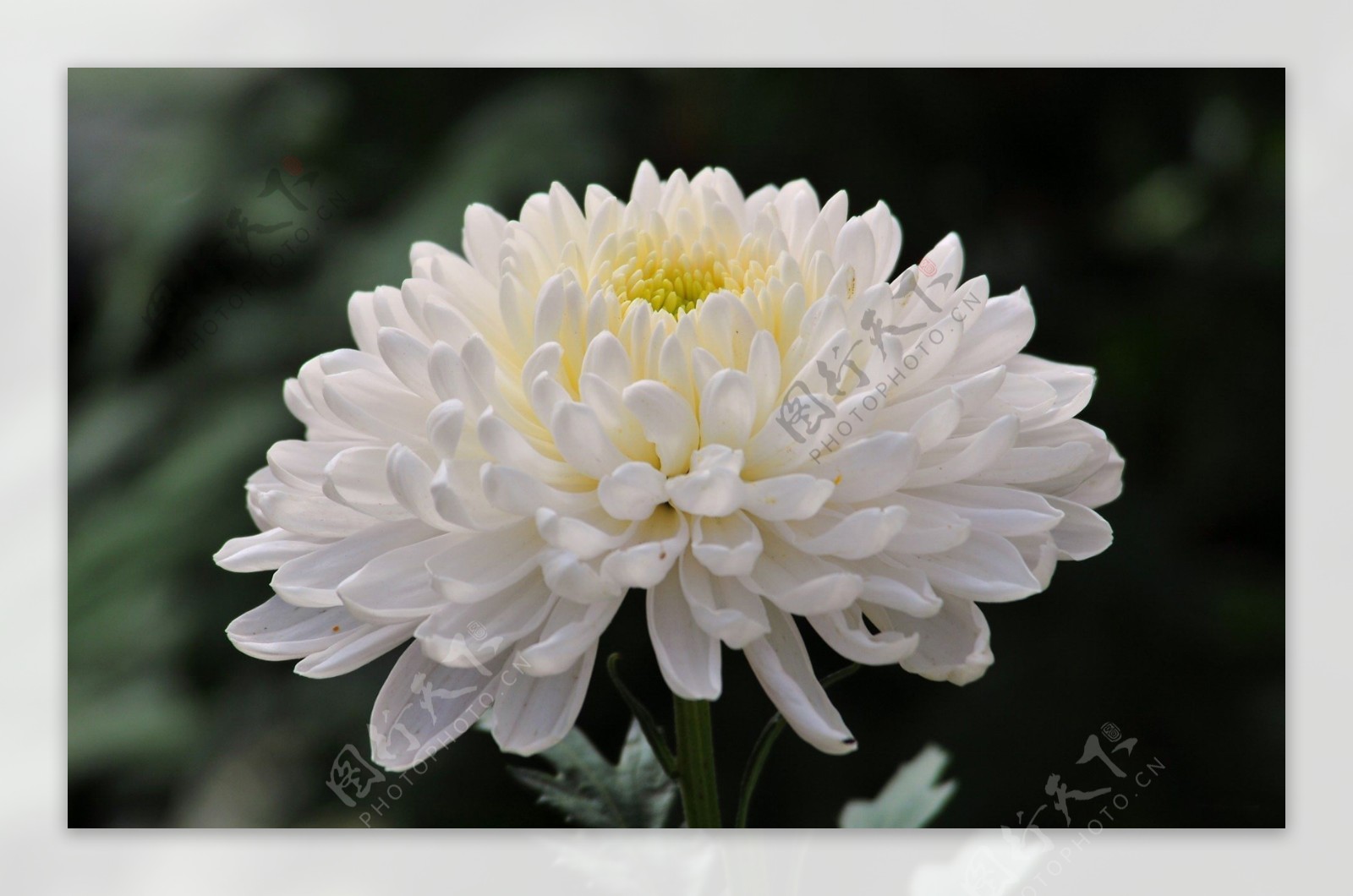 位图写实花卉植物花朵菊花免费素材