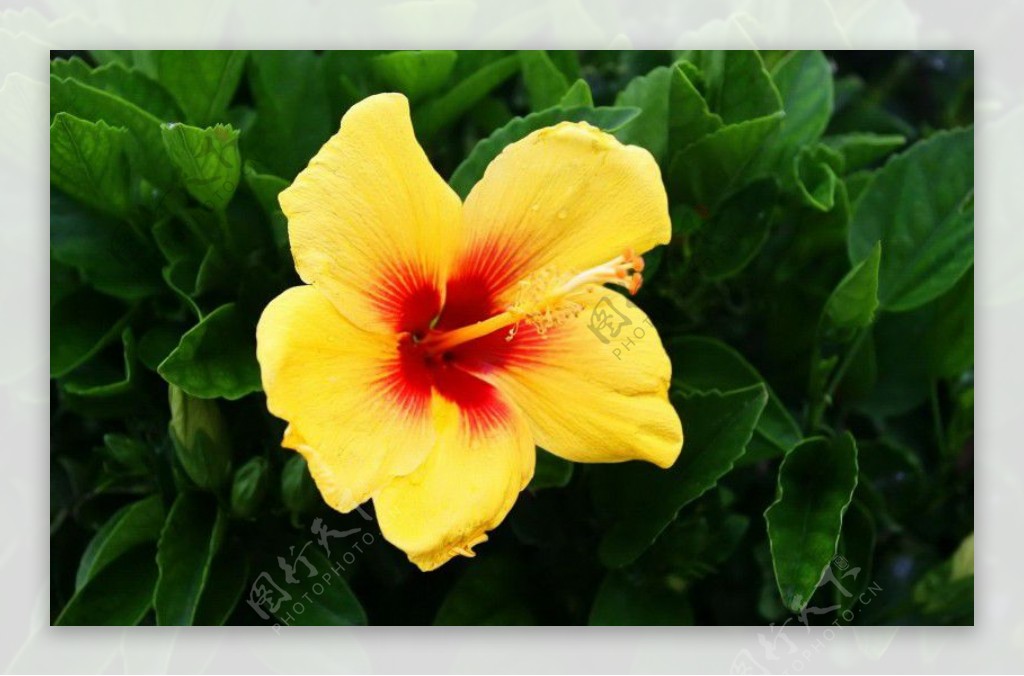 位图写实花卉植物花朵旱金莲免费素材