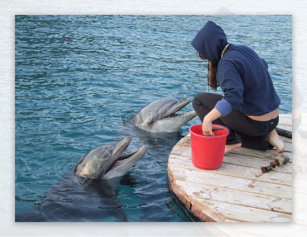 给海豚喂食的女子