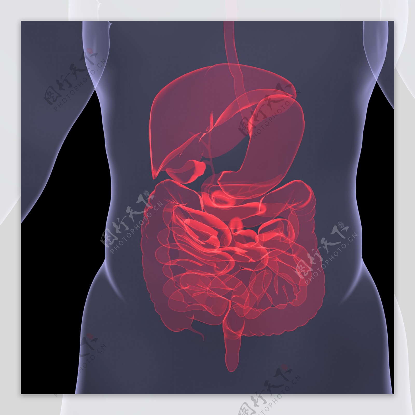 女性内脏器官模型图片素材-编号27966400-图行天下