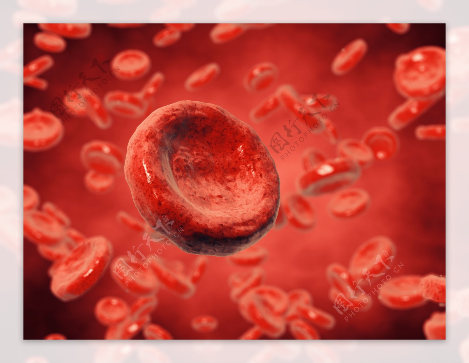 血液中的红细胞图片