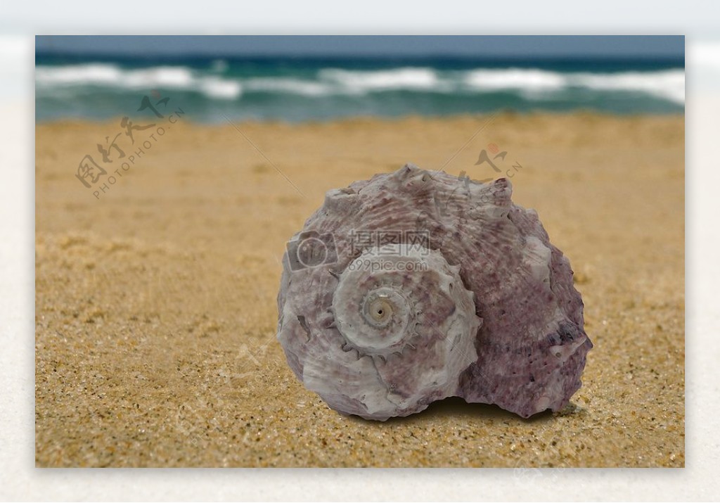 海边沙滩上的海螺