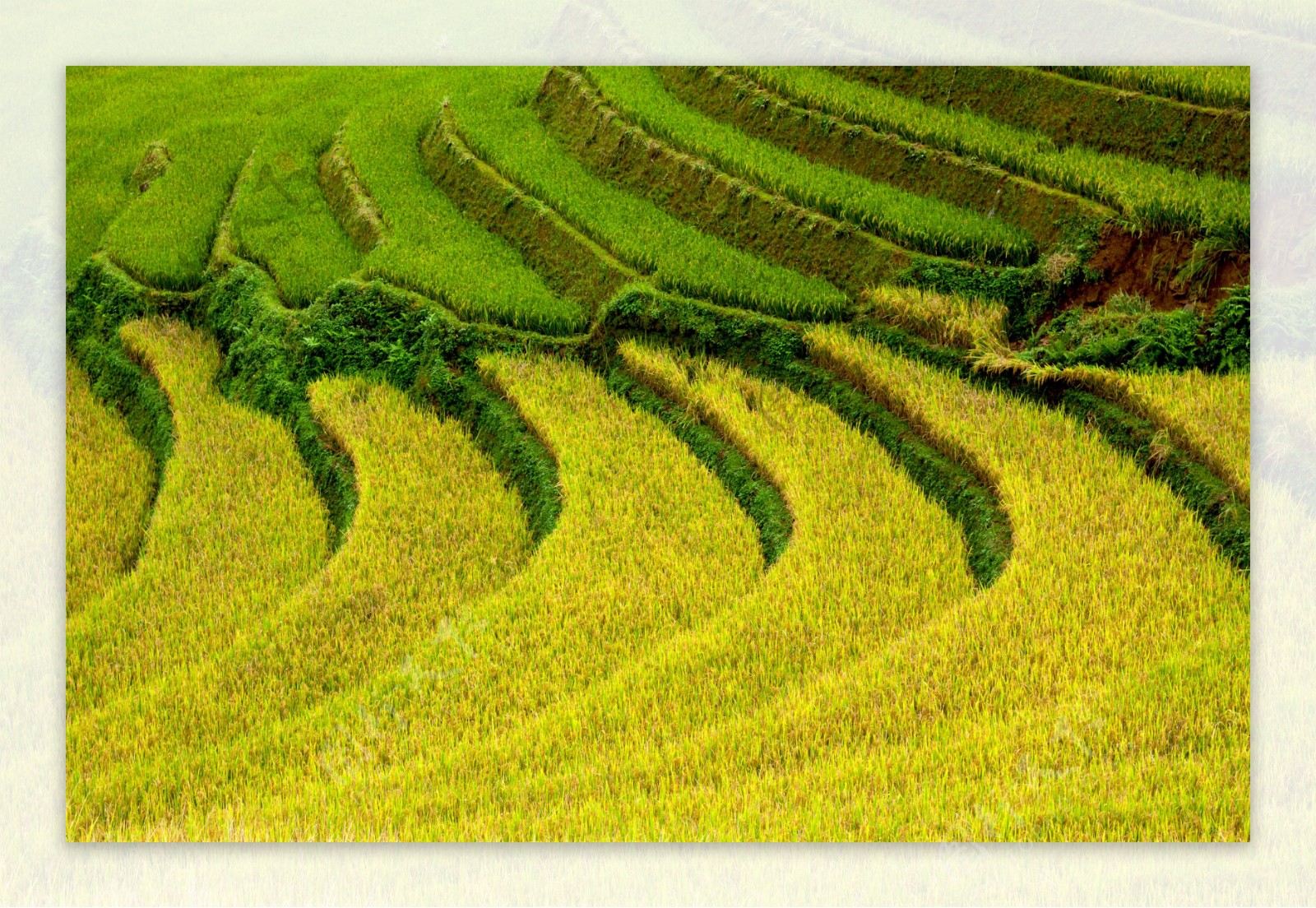 收获季节的稻田景色图片