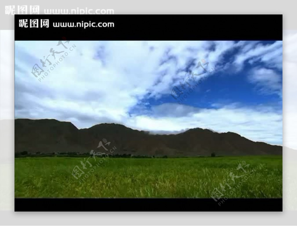 绿色小麦地视频素材