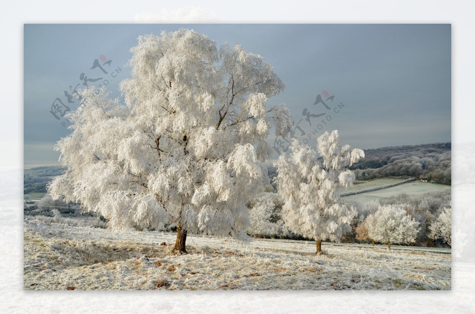 冬日下的雪树高清背景图