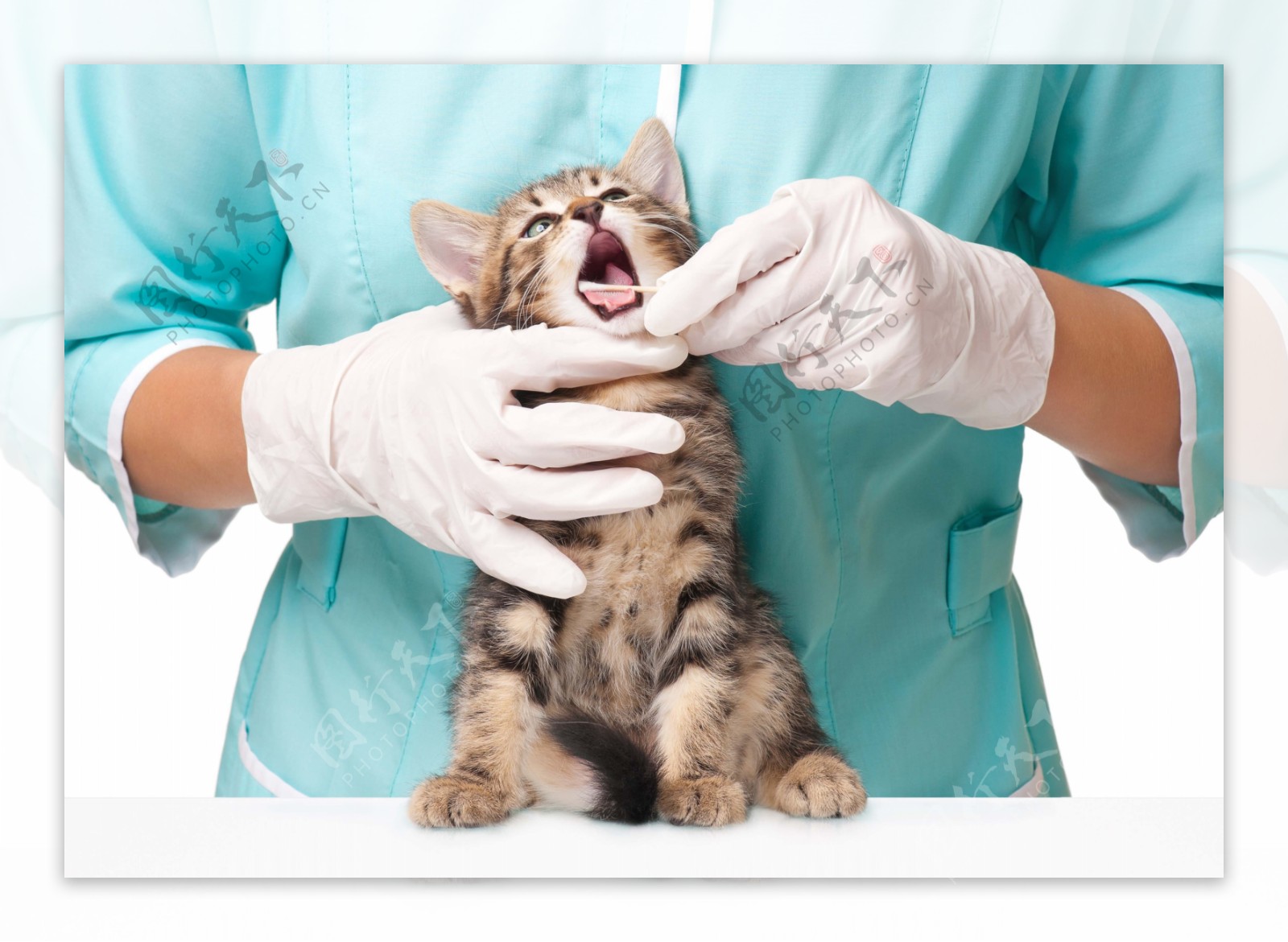 给小猫看病的兽医图片