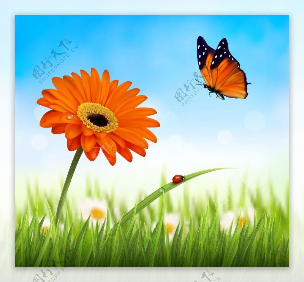 橙色非洲菊和蝴蝶