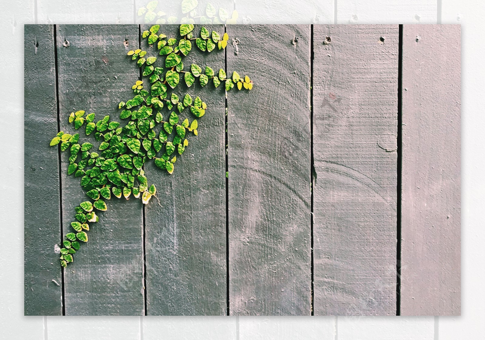 木板墙上的绿色植物