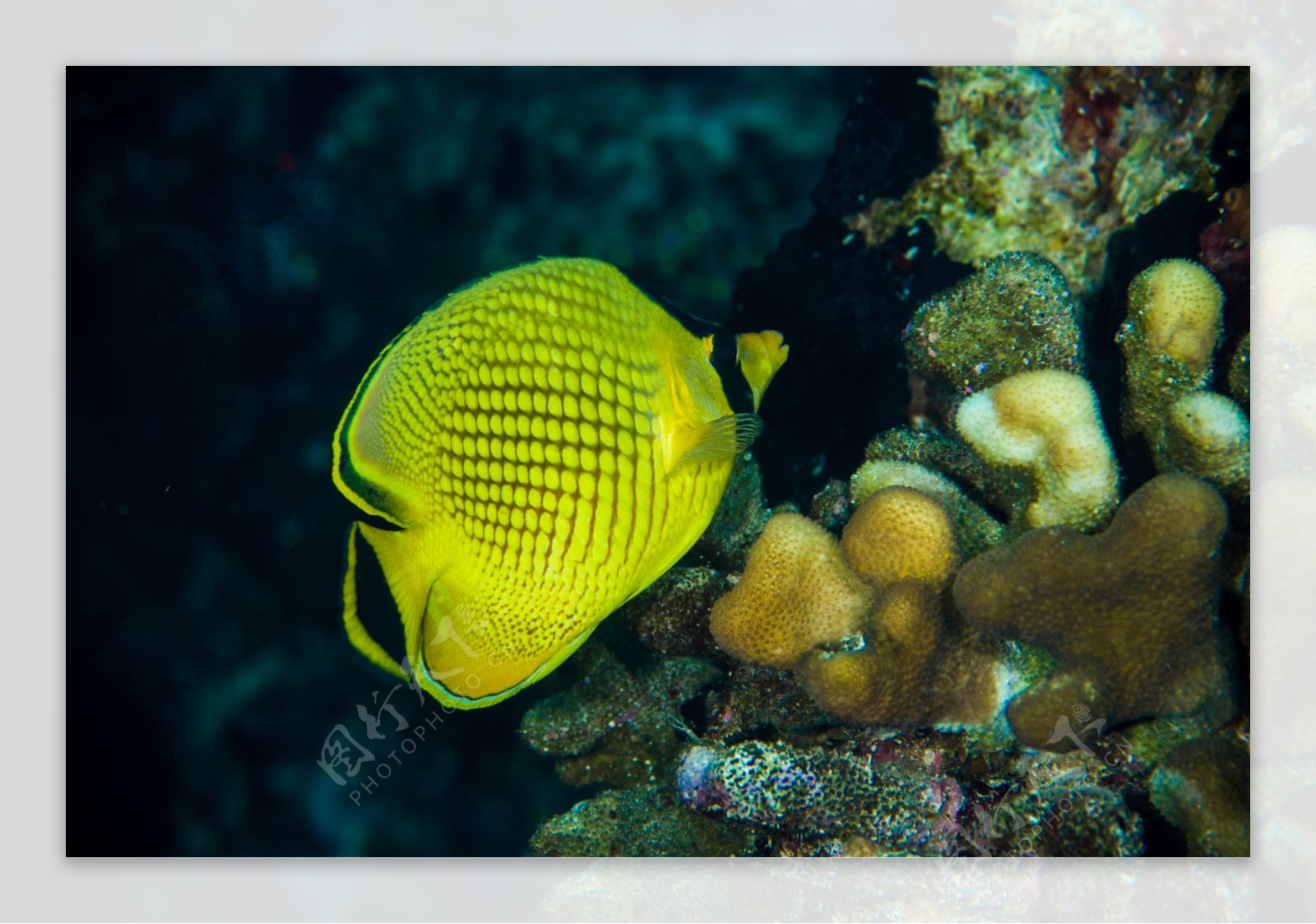 黄色海鱼摄影
