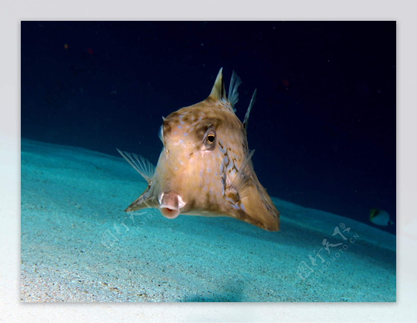 海底的鱼摄影