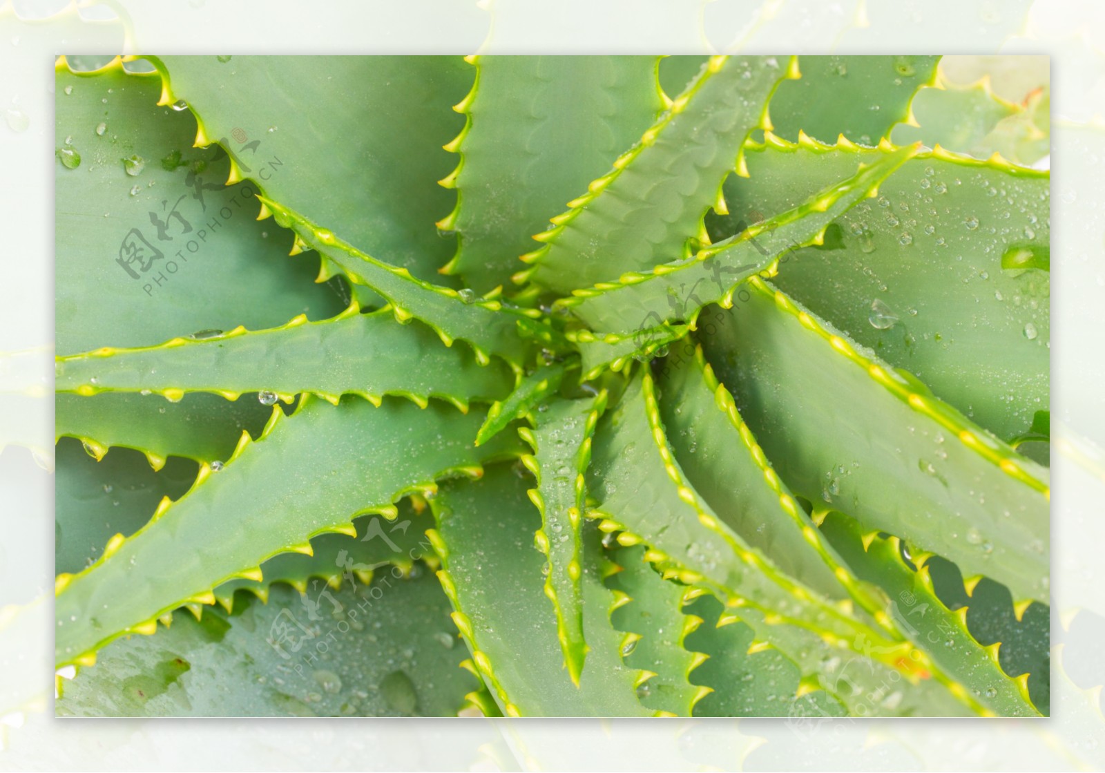 植物芦荟摄影