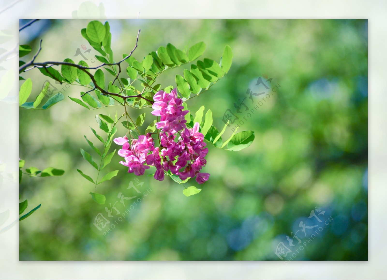 槐花图片