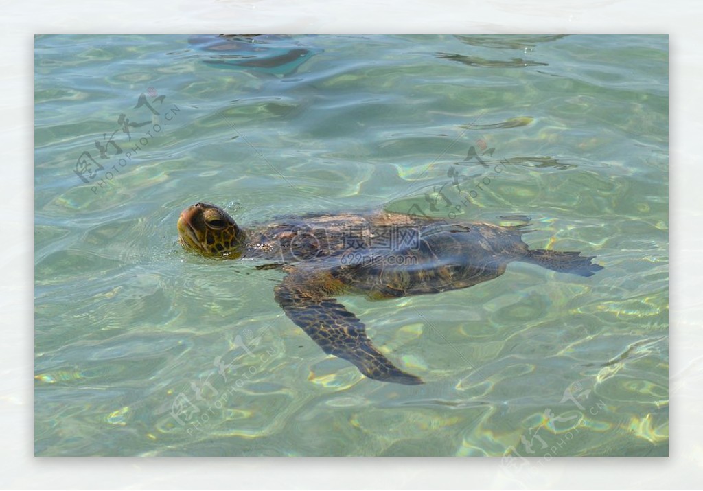 水面上的海龟