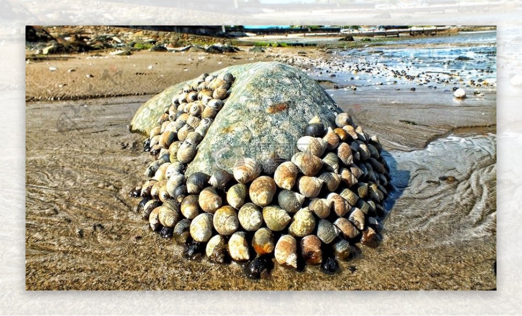 海滩上堆积的贝壳