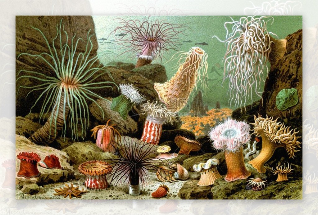 种类繁多的珊瑚
