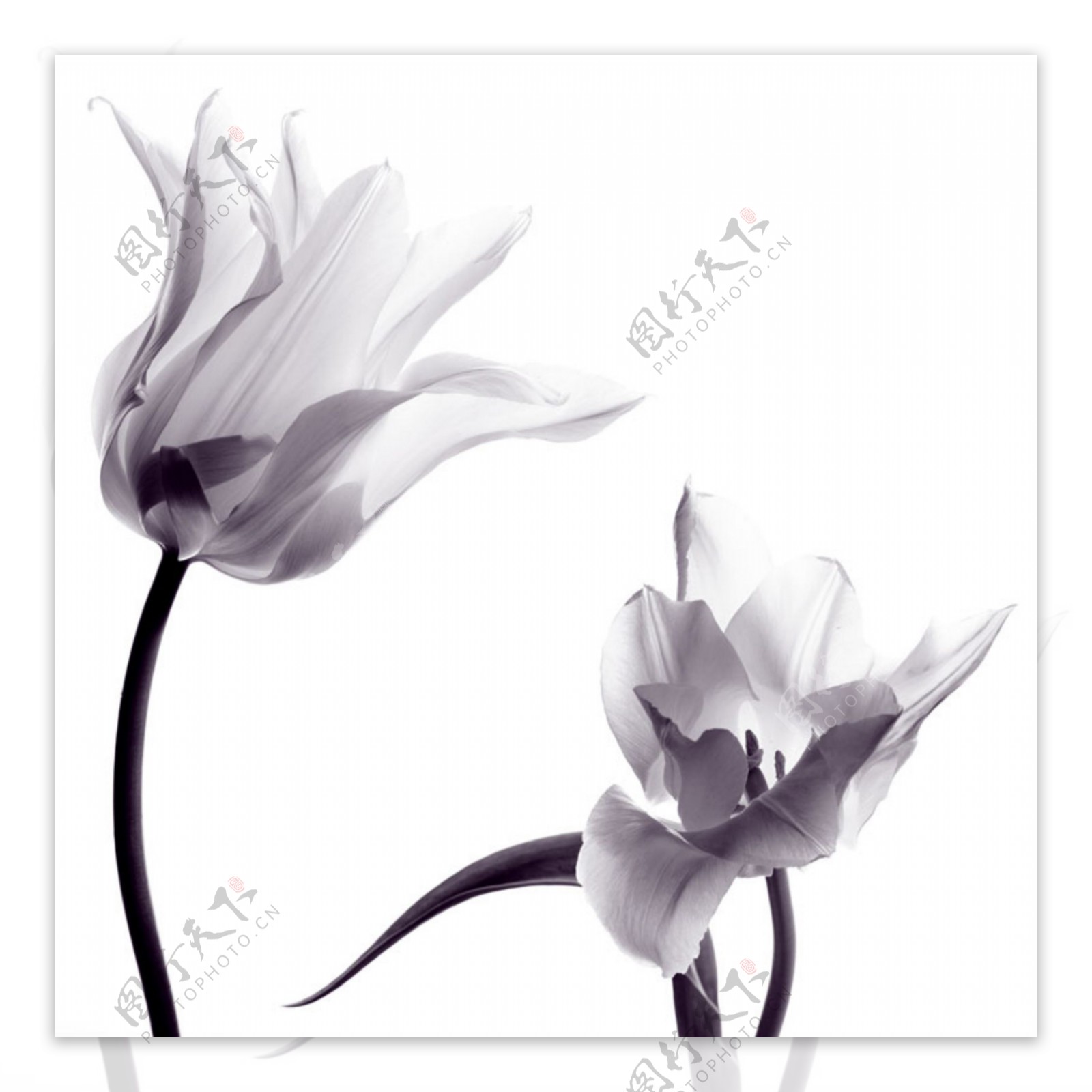 黑白质感大气花朵背景图