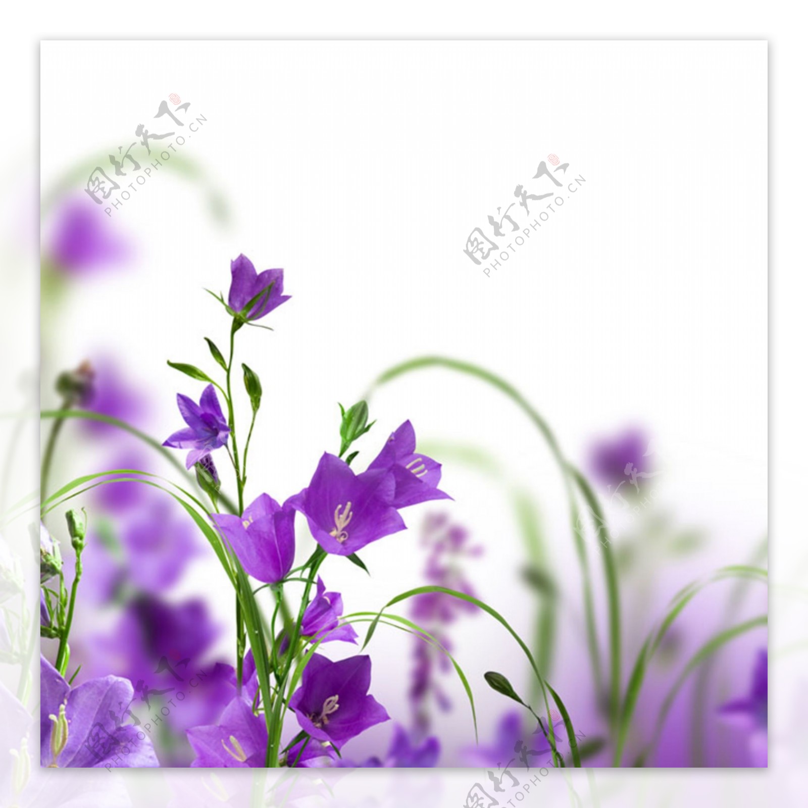 紫色清新花朵唯美背景图