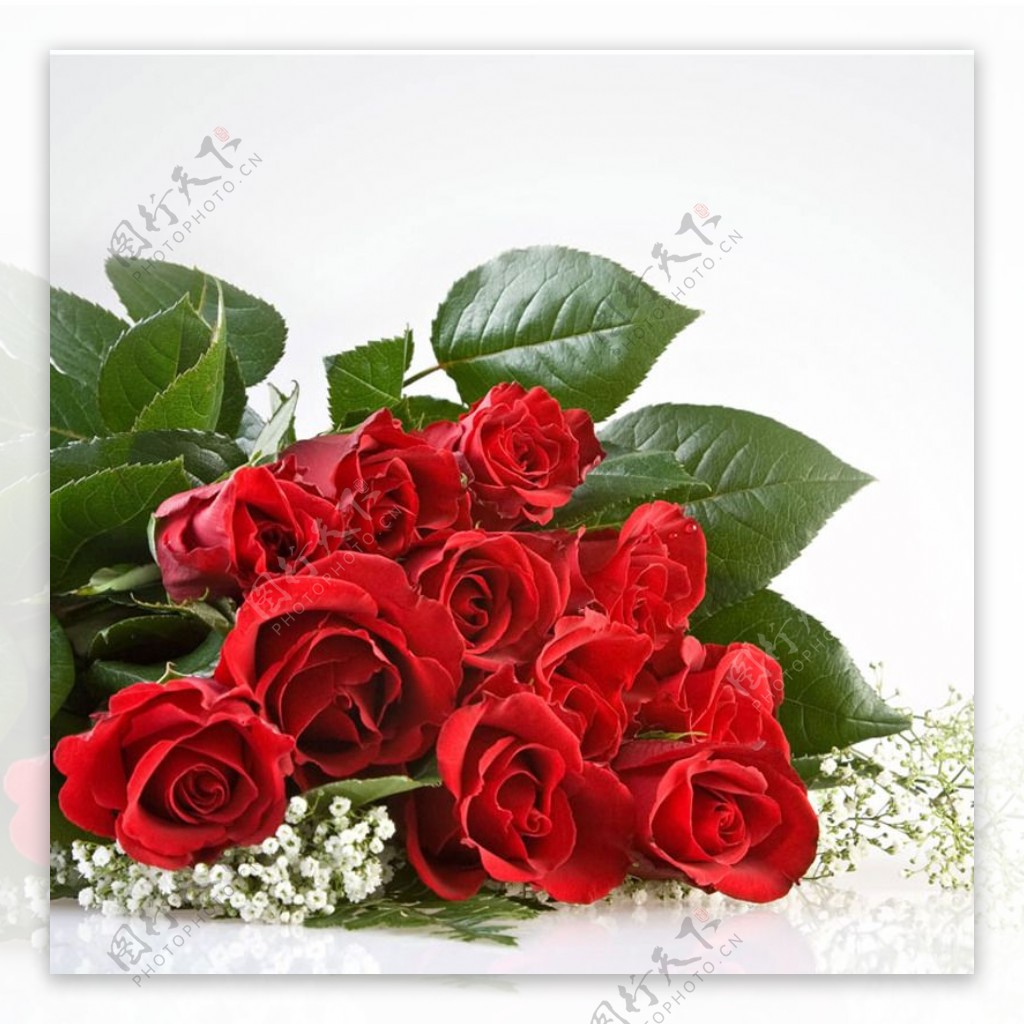 大红玫瑰浪漫背景图