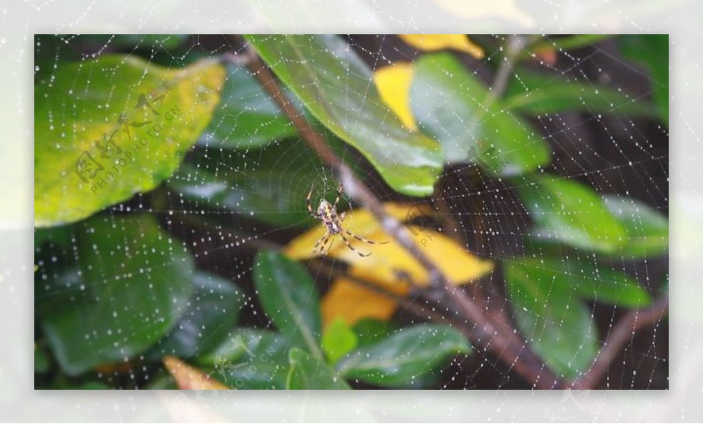 大自然蜘蛛网特写视频素材