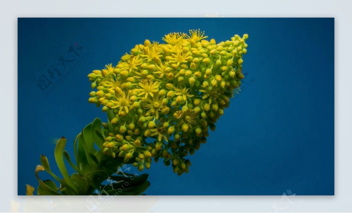 黄色花卉视频素材