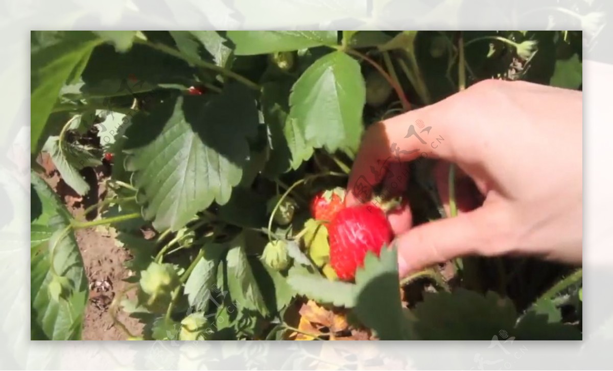 在地里摘新鲜草莓的人实拍视频