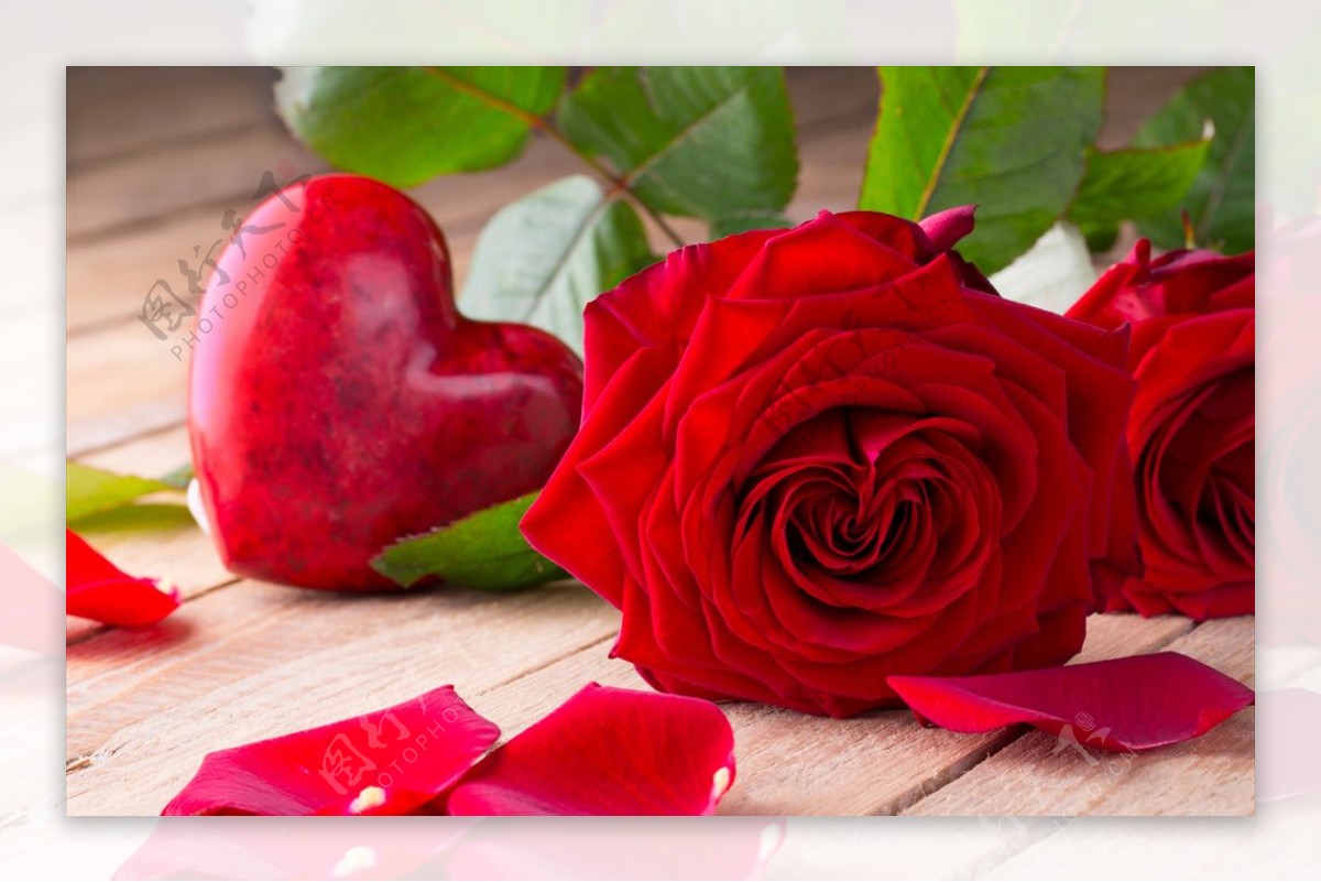 红玫瑰花图片素材-编号27034431-图行天下