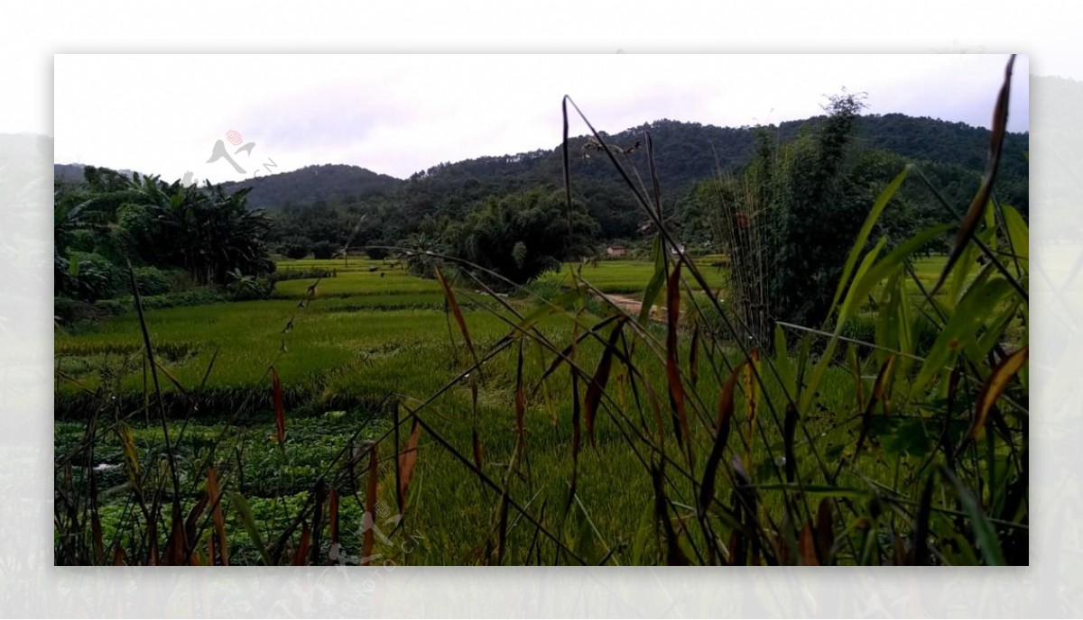 雨天的田园竹林延时摄影