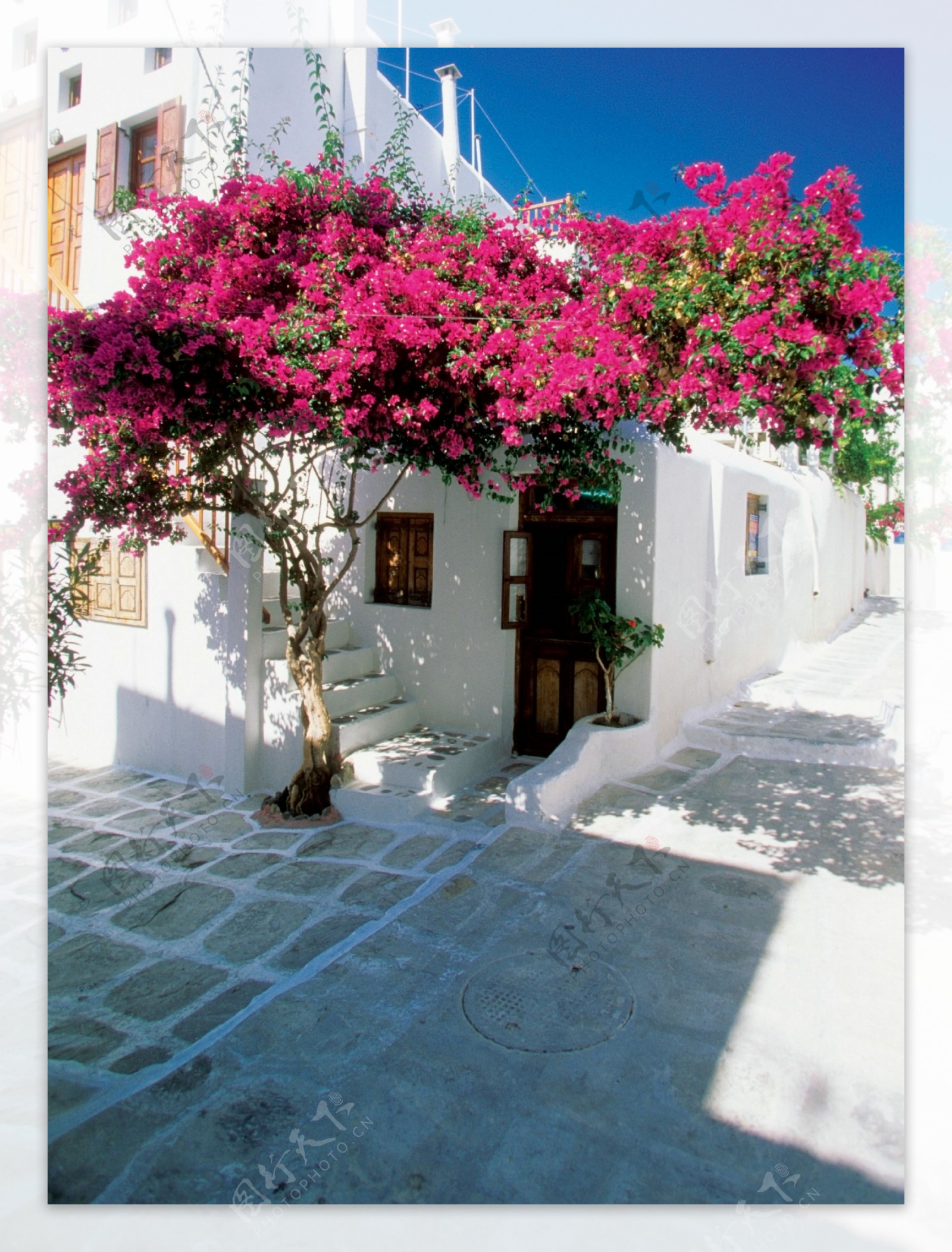 希腊白墙红花