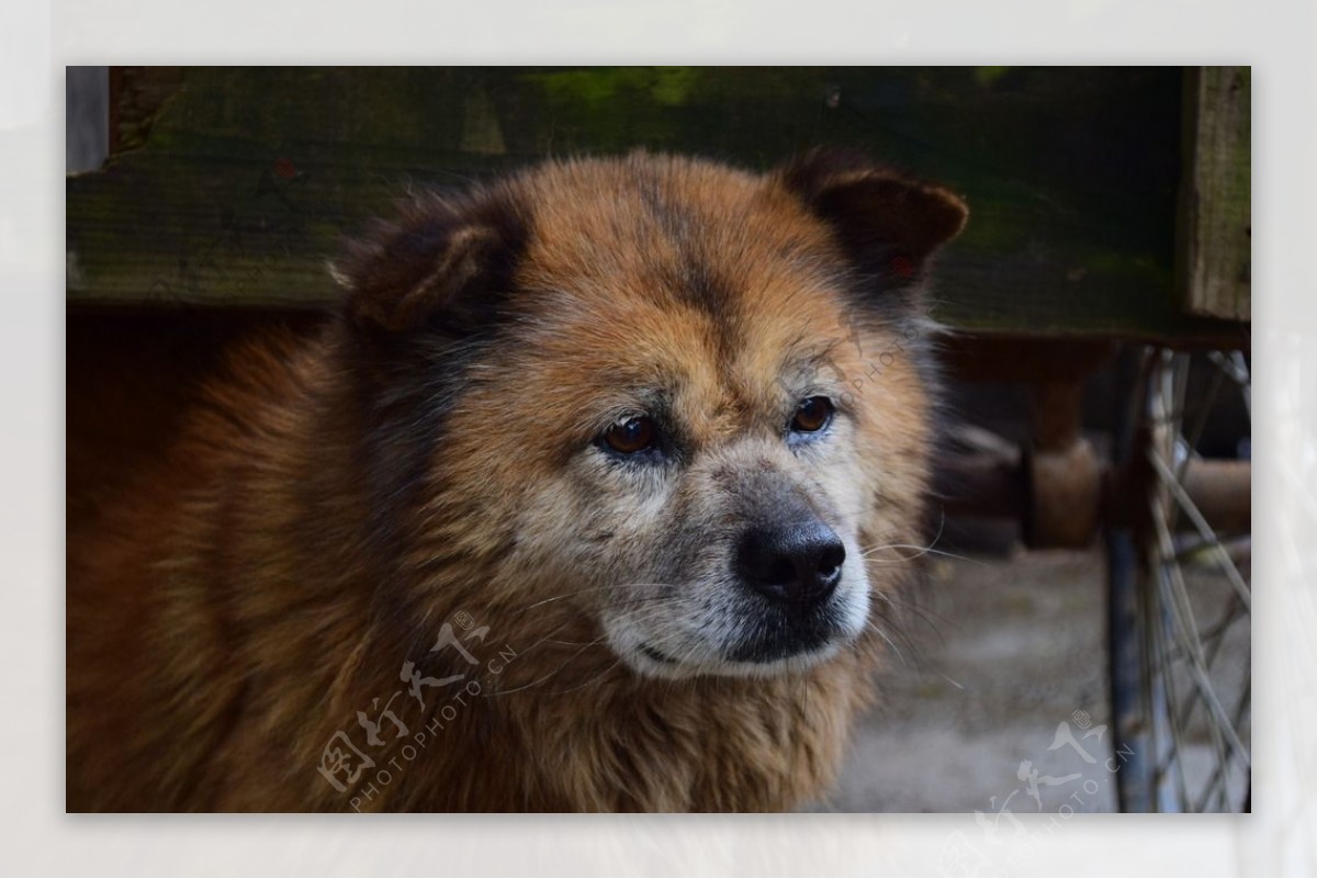 中华田园犬