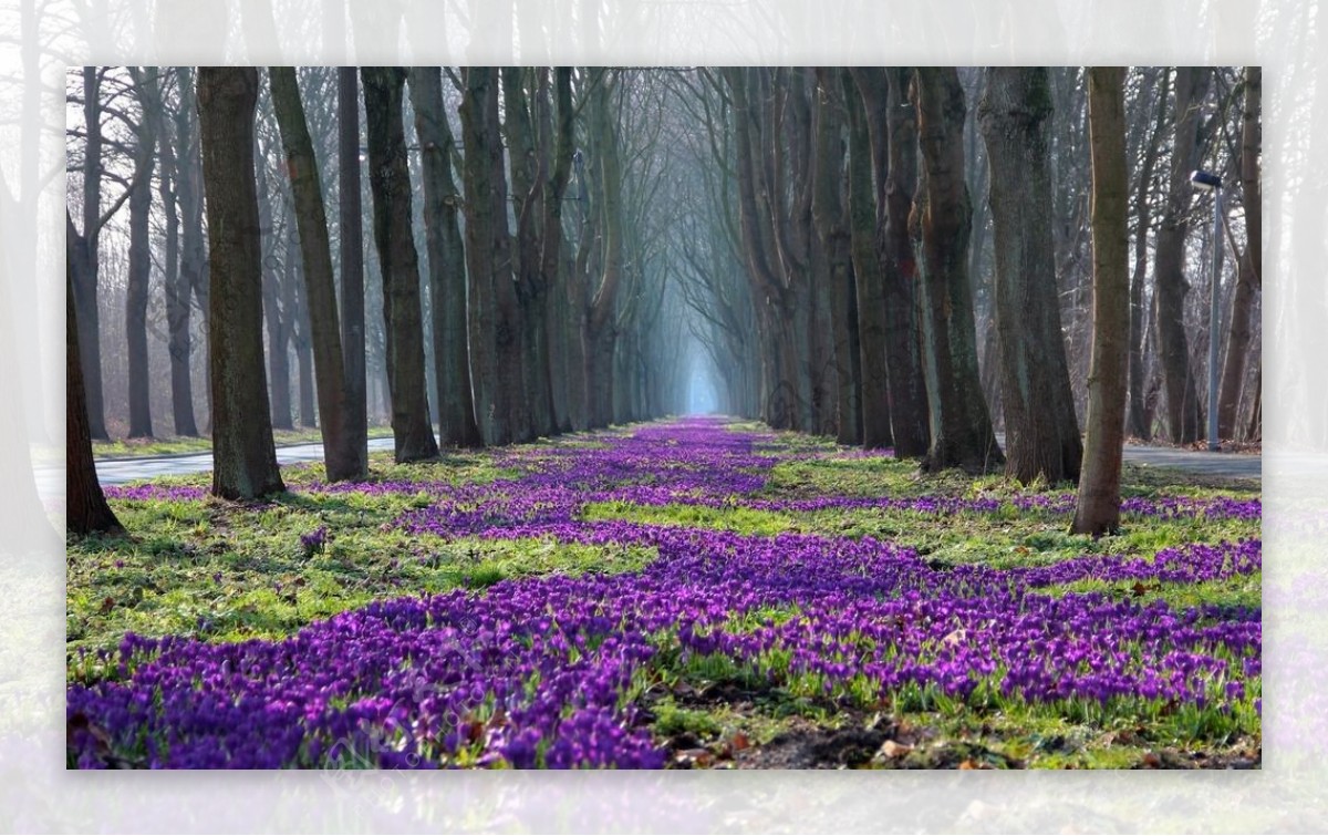树林中的紫色鲜花