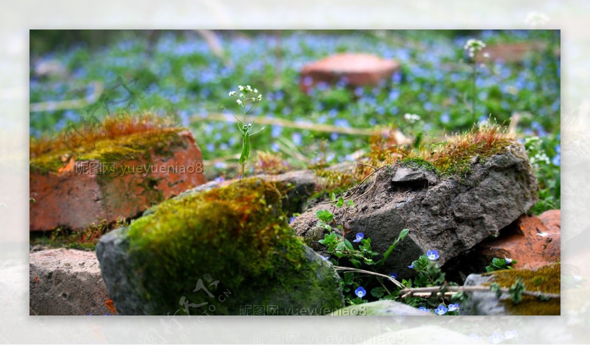 苔藓