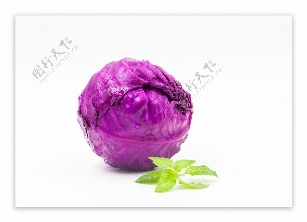 紫包菜